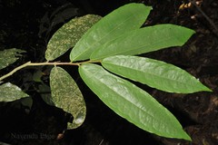 Phaeanthus malabaricus